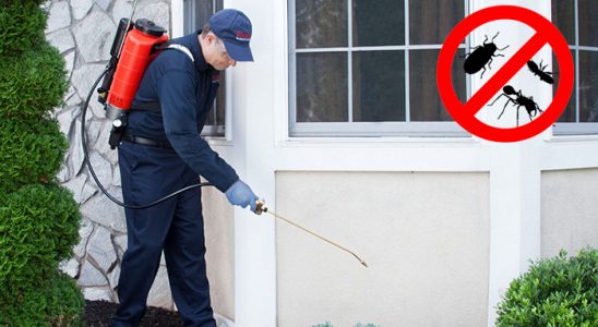 Boyalık Bit İlaçlama böcek ilaçlama ve haşere kontrolü — ilaclama-tr.com